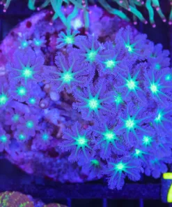 Wysiwyg Clove Polyp Colony (C68)