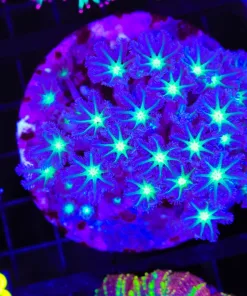 Wysiwyg Clove Polyp Colony (C68)
