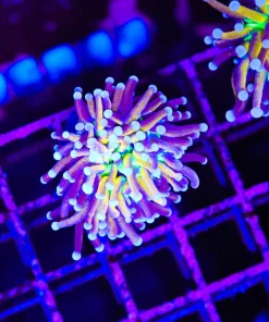 Wysiwyg Tricolor Torch Coral (C69)