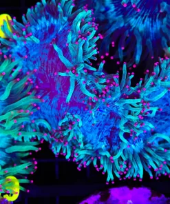 Wysiwyg Elegance Coral Colony (C69)