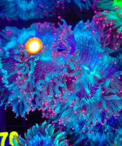 Wysiwyg Elegance Coral Colony (C70)