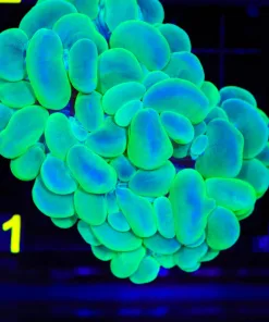 Wysiwyg Large Bubble Coral (C71)