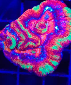 Wysiwyg Symphyllia Wilsoni | Very Rare LPS Species (C72)