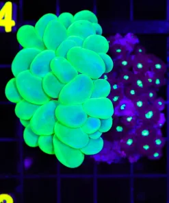 Wysiwyg Combo Bubble Coral x Blastomussa Merletti Same Rock (C73)