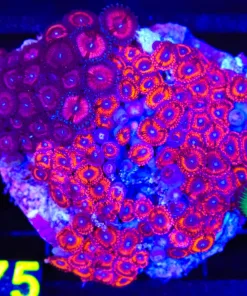 Wysiwyg XL Mixed Combo Zoanthid Rock COlony (C75)