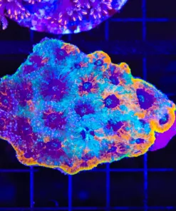 Wysiwyg Acan Enchinata Colony (C76)