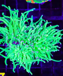 Wysiwyg Vibrant Large Torch Coral (C77)