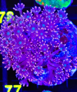 Wysiwyg Orange Clove Polyp Colony (C77)