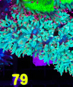 Wysiwyg Elegance Coral (C79)