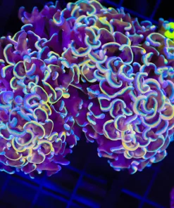 Wysiwyg Large Wall Hammer Colony (C8)