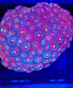Wysiwyg Micromussa Acan Colony (C81)