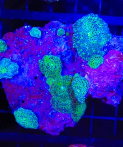 Wysiwyg Mushroom Rock (C82)