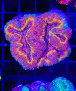 Wysiwyg Symmphylia (C83)