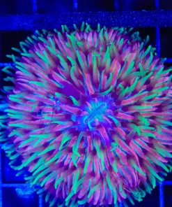 Wysiwyg Rainbow Plate Coral (C84)