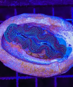 Wysiwyg Small Maxima Clam (C85)