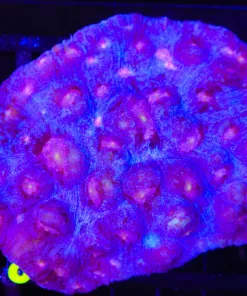 Wysiwyg Chalice Coral Large Colony (C85)
