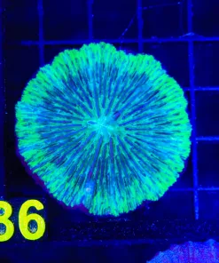Wysiwyg Small Plate Coral (C86)