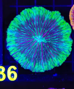 Wysiwyg Plate Coral (C86)
