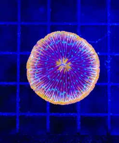 Wysiwyg Small Plate Coral (C87)