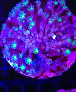 Wysiwyg Clove Polyp (C88)