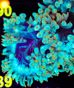 Wysiwyg Elegance Coral (C89)