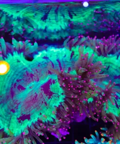 Wysiwyg Elegance Coral (C90)