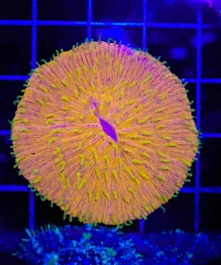 Wysiwyg Plate Coral (C92)