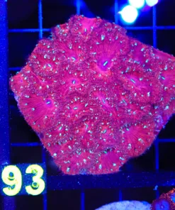 Wysiwyg Blastomussa Colony (C93)