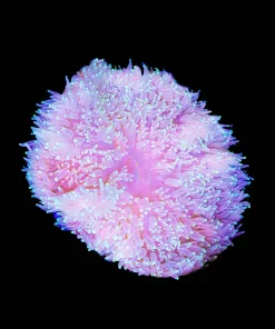 Wysiwyg anemone (C94)