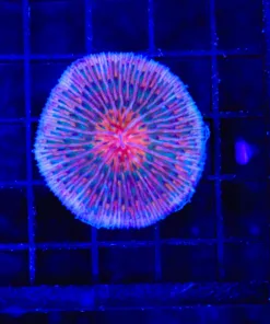 Wysiwyg Small plate coral (C96)