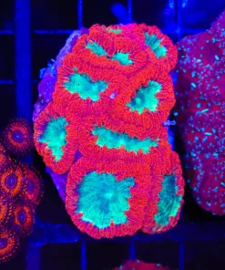 Wysiwyg Blastomussa Colony (C97)