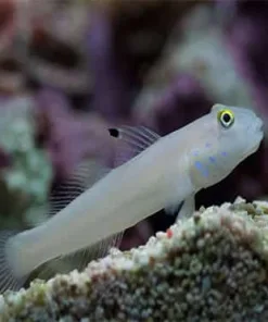 Small White Sand Siting Goby (R2-B1) | Pick Up Only | We can not gaurantee fish stock | Come by store our call ahead to reserve