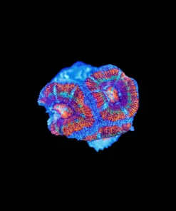 Wysiwyg Acan Frag [F1]