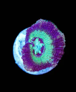 Wysiwyg Unique Acan [F1]