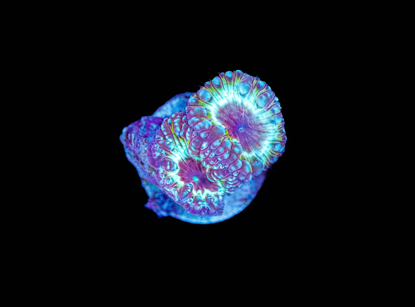 F1