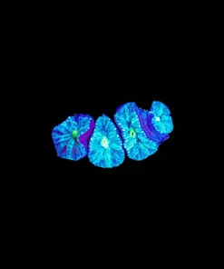 Wysiwyg Small Blue Blastomussa Merletti Frag [F10]