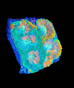 Wysiwyg Acan Enchinata Frag [F100] | crazy-deal | Online Only | Minimum Livestock Order Spend $199 | 1 per order