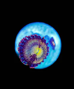 Wysiwyg Pineapple zoa frag [F100]