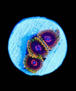 Wysiwyg Jedi Mind Trick Zoas x 3 [F101]