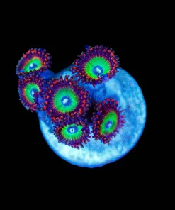 Wysiwyg Red Zoa Frag [F101]