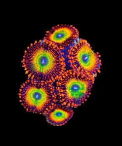 Wysiwyg Ultra Bowser Zoanthid Frag x 6 Heads [F102]