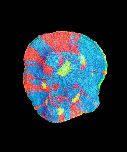 Wysiwyg Rainbow Dynamite Chalice Frag [F103] *Free Shipping ! No Minimum Livestock Spend*