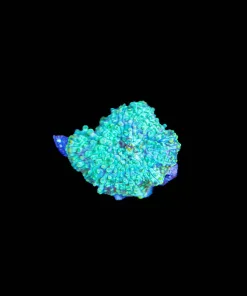 Wysiwyg Mushroom Frag [F104]