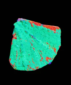 Wysiwyg Scolymia Frag [F105]