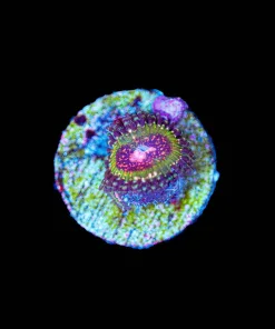 Wysiwyg Pink Krak Zoanthid Frag [F106]