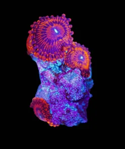 Wysiwyg Darth Maul Zoanthid [F107]