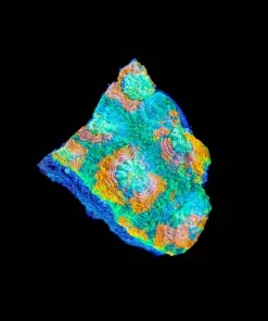 Wysiwyg Acan Enchinata Frag [F107] | crazy-deal | Online Only | Minimum Livestock Order Spend $199 | 1 per order