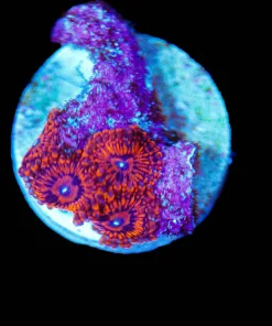 Wysiwyg Darth Maul Zoas [F108]
