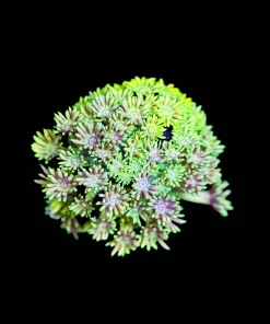 Wysiwyg 24k Flowerpot Frag [F109]