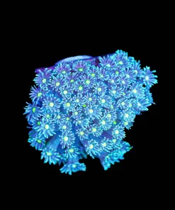 Wysiwyg Blue Flowerpot [F109]
